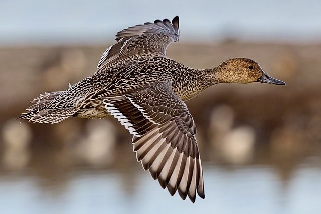 Female northern pintail (Anas acuta) in flight by Frank Schulenburg is licensed under CC-SA 4.0.